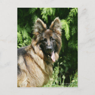 Brown Long Haired German Shepherd 1 Postcard