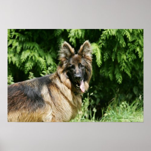 Brown Long Haired German Shepherd 1 Poster