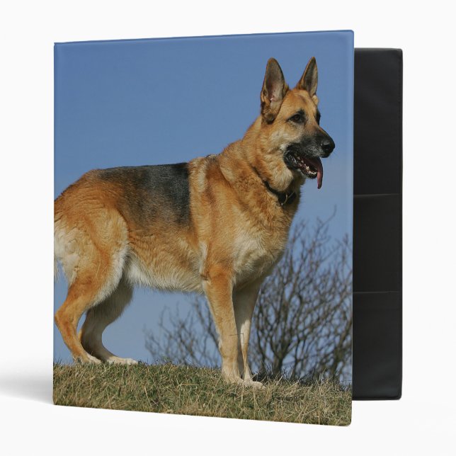 Brown Long Haired German Shepherd 2 3 Ring Binder (Front/Inside)