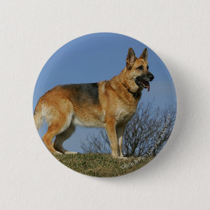 Brown Long Haired German Shepherd 2 Button