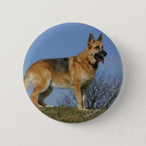 Brown Long Haired German Shepherd 2 Button