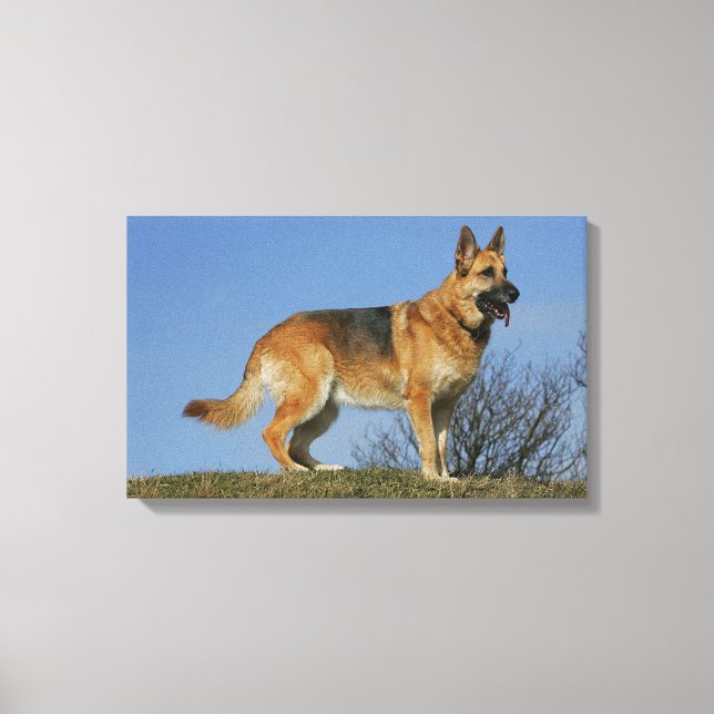 Brown Long Haired German Shepherd 2 Canvas Print (Front)