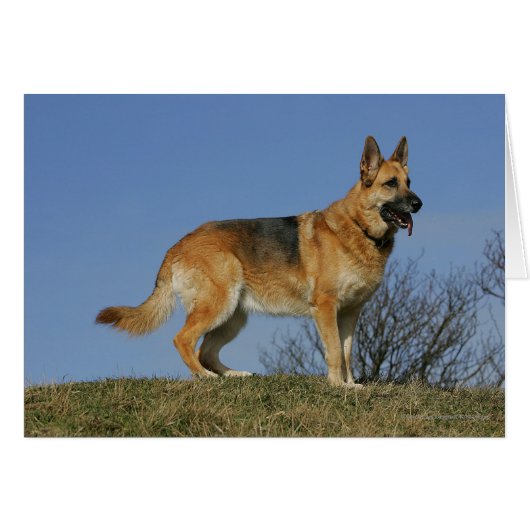 Brown Long Haired German Shepherd 2 Cards (Front Horizontal)