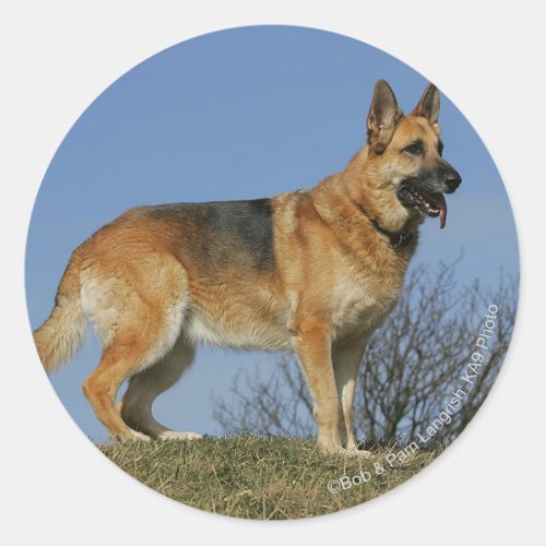 Brown Long Haired German Shepherd 2 Classic Round Sticker