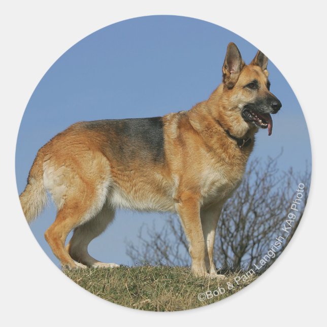 Brown Long Haired German Shepherd 2 Classic Round Sticker (Front)