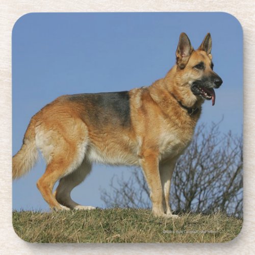 Brown Long Haired German Shepherd 2 Coaster