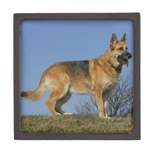 Brown Long Haired German Shepherd 2 Gift Box