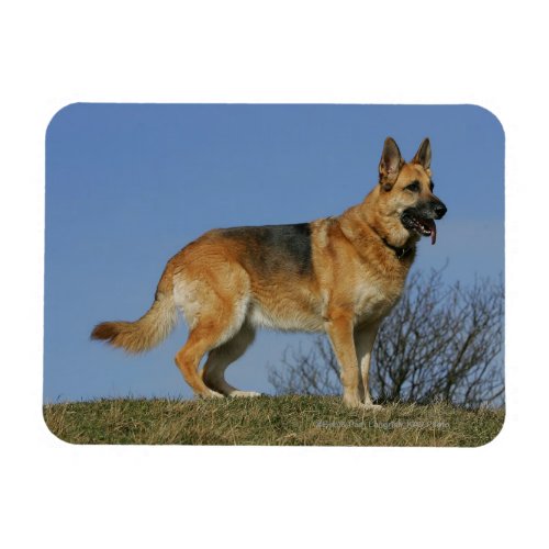 Brown Long Haired German Shepherd 2 Magnet