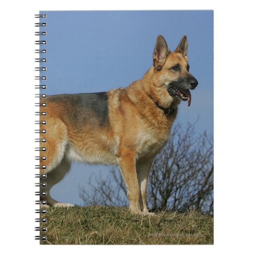 Brown Long Haired German Shepherd 2 Notebook