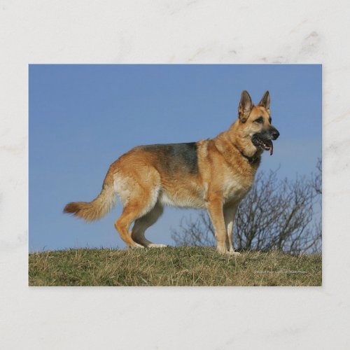 Brown Long Haired German Shepherd 2 Postcard