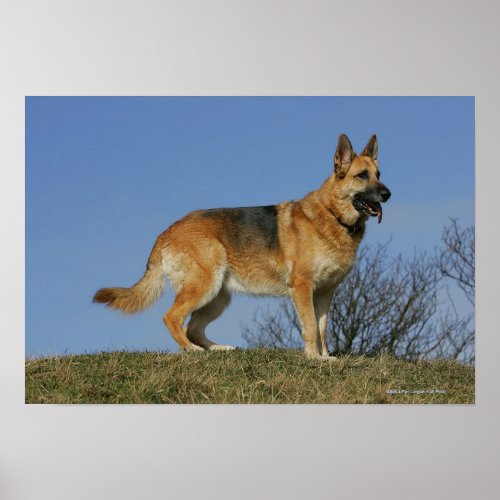 Brown Long Haired German Shepherd 2 Poster