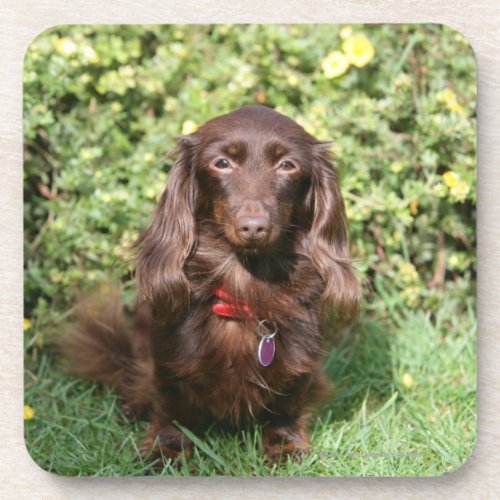 Brown Long_haired Miniature Dachshund Beverage Coaster