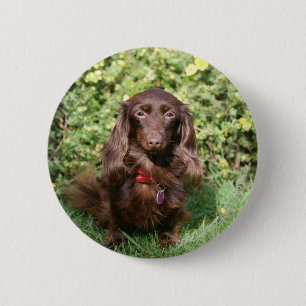 Brown Long-haired Miniature Dachshund Button