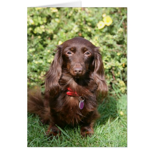 Brown Long-haired Miniature Dachshund Cards (Front)
