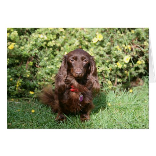 Brown Long-haired Miniature Dachshund Cards (Front Horizontal)