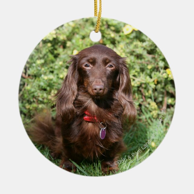 Brown Long-haired Miniature Dachshund Ceramic Ornament (Front)