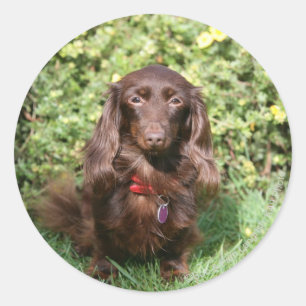 Brown Long-haired Miniature Dachshund Classic Round Sticker