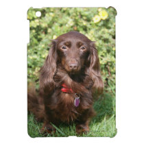 Brown Long-haired Miniature Dachshund iPad Mini Case