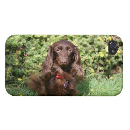 Brown Long_haired Miniature Dachshund Case For iPhone 4