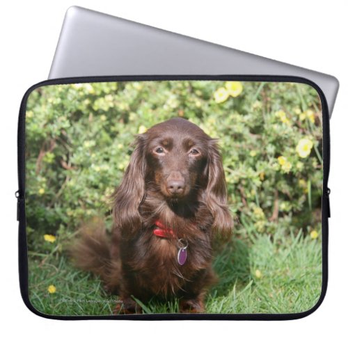 Brown Long_haired Miniature Dachshund Laptop Sleeve