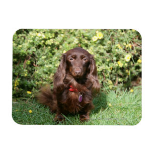 Brown Long-haired Miniature Dachshund Magnet