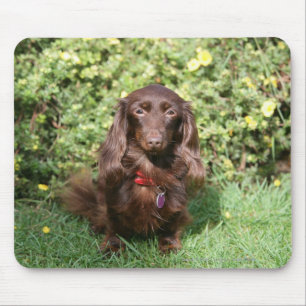 Brown Long-haired Miniature Dachshund Mouse Pad
