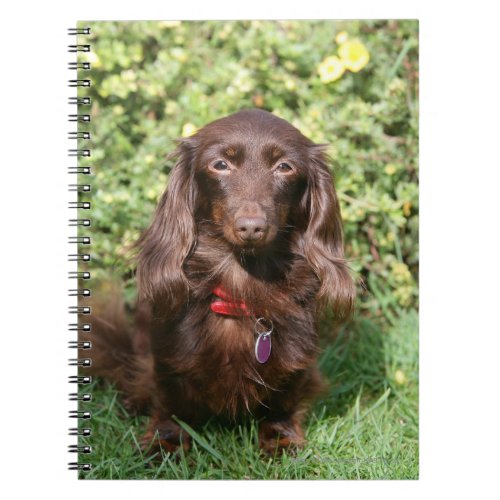 Brown Long_haired Miniature Dachshund Notebook