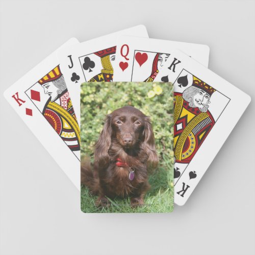 Brown Long_haired Miniature Dachshund Playing Cards