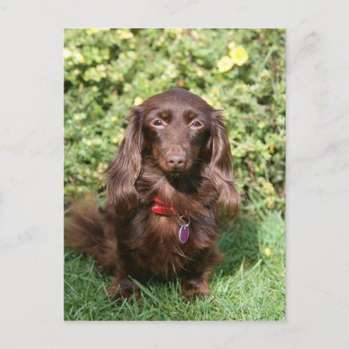 Brown Long_haired Miniature Dachshund Postcard