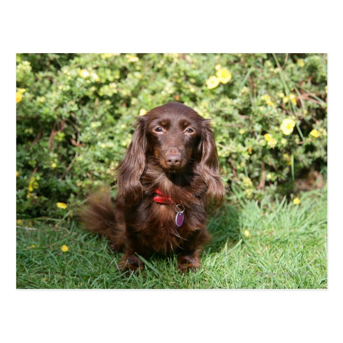 pictures of long haired miniature dachshunds