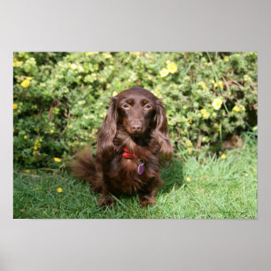 Brown Long-haired Miniature Dachshund Poster