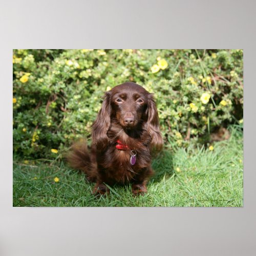 Brown Long_haired Miniature Dachshund Poster