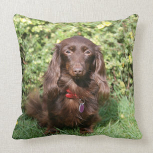 Brown Long-haired Miniature Dachshund Throw Pillow