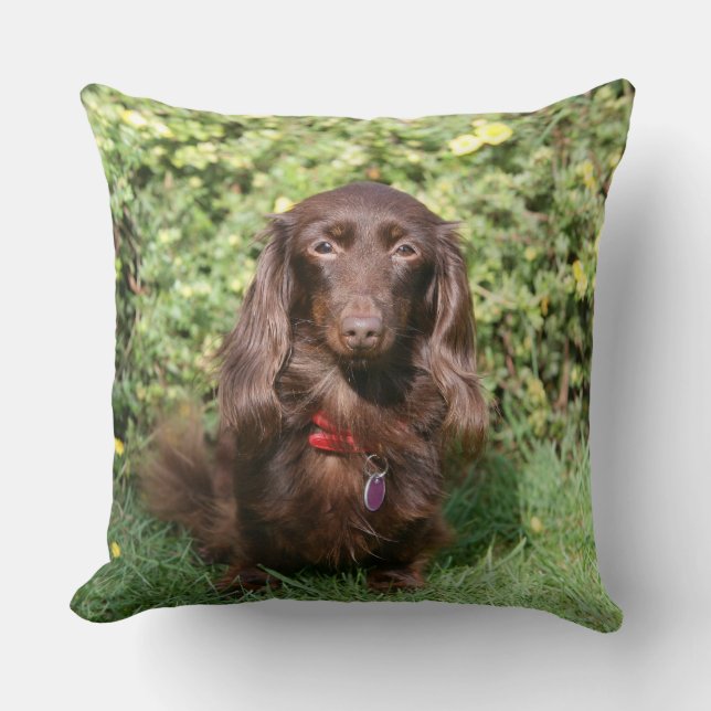Brown Long-haired Miniature Dachshund Throw Pillow (Front)