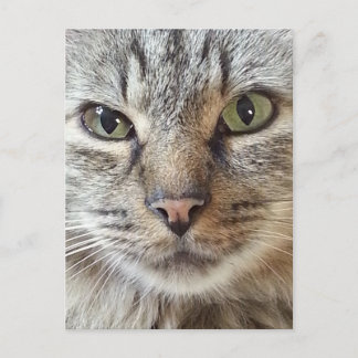 Brown Longhair Tabby Cat Postcard