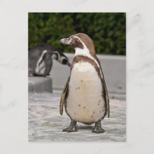 Brown Magellanic Penguin Postcard