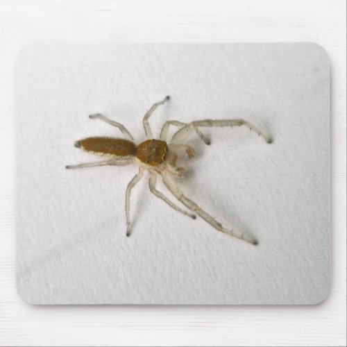 Brown Male Jumping Spider Series Matching Items Mouse Pad