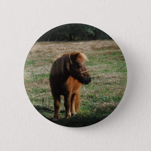 Brown Miniature Horses Pinback Button
