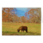 Brown miniature Pony (Front Horizontal)