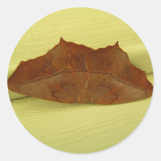Brown Moth ~ sticker