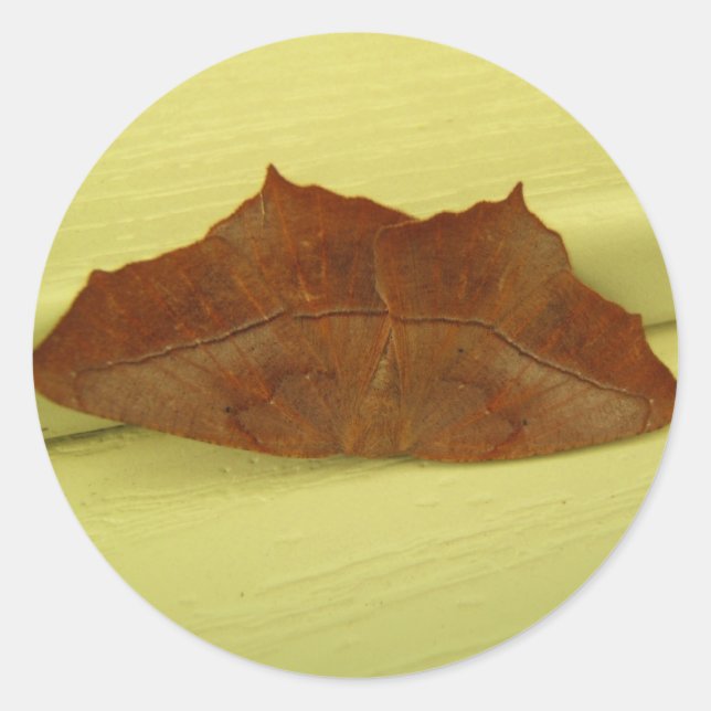 Brown Moth ~ sticker (Front)