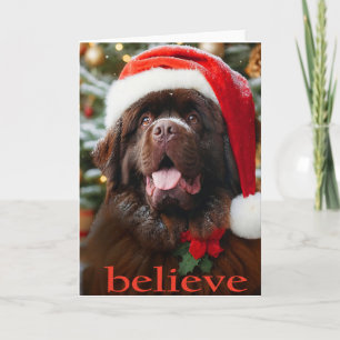 Brown Newf Christmas Card 'Believe"