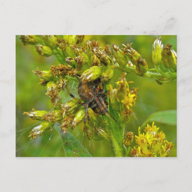 Brown Orange Araneus (?) Spider Postcard (Front)