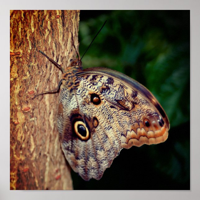 Brown Owl Butterfly Close Up Poster (Front)