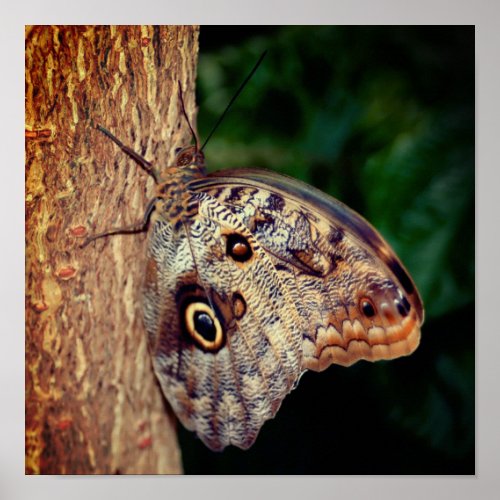 Brown Owl Butterfly Close Up Poster