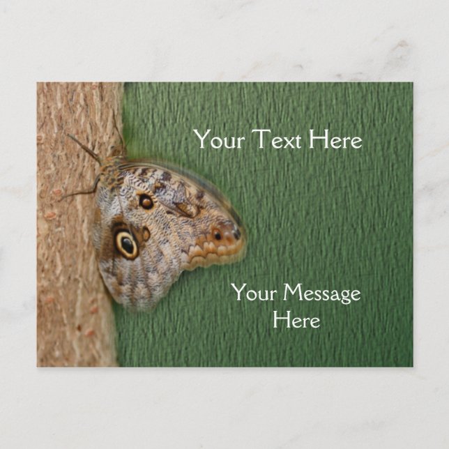 Brown Owl Butterfly Nature Postcard (Front)