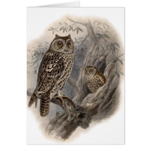 Brown Owl Cards (Front)