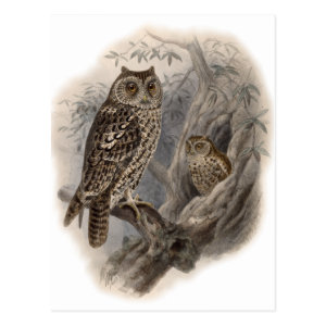 Brown Owl Postcard