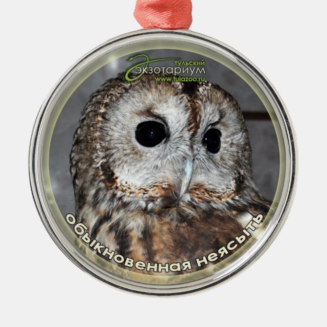 Brown owl - symbol of wisdom