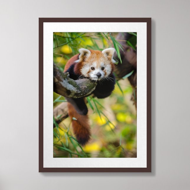 “Brown Panda” 16” x 24” Framed and Matted  Framed Art (Framed Front)